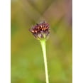 thumbnail image 2 of 50 RAYLESS SUNFLOWER Helianthus Radula aka Pineland or Stiff Sunflower US Native Yellow Purple Brown Flower Seeds, 2 of 2