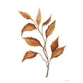 thumbnail image 2 of Jacobs, Cindy 12x14 White Modern Wood Framed Museum Art Print Titled - Fall Leaf Stem IV, 2 of 4