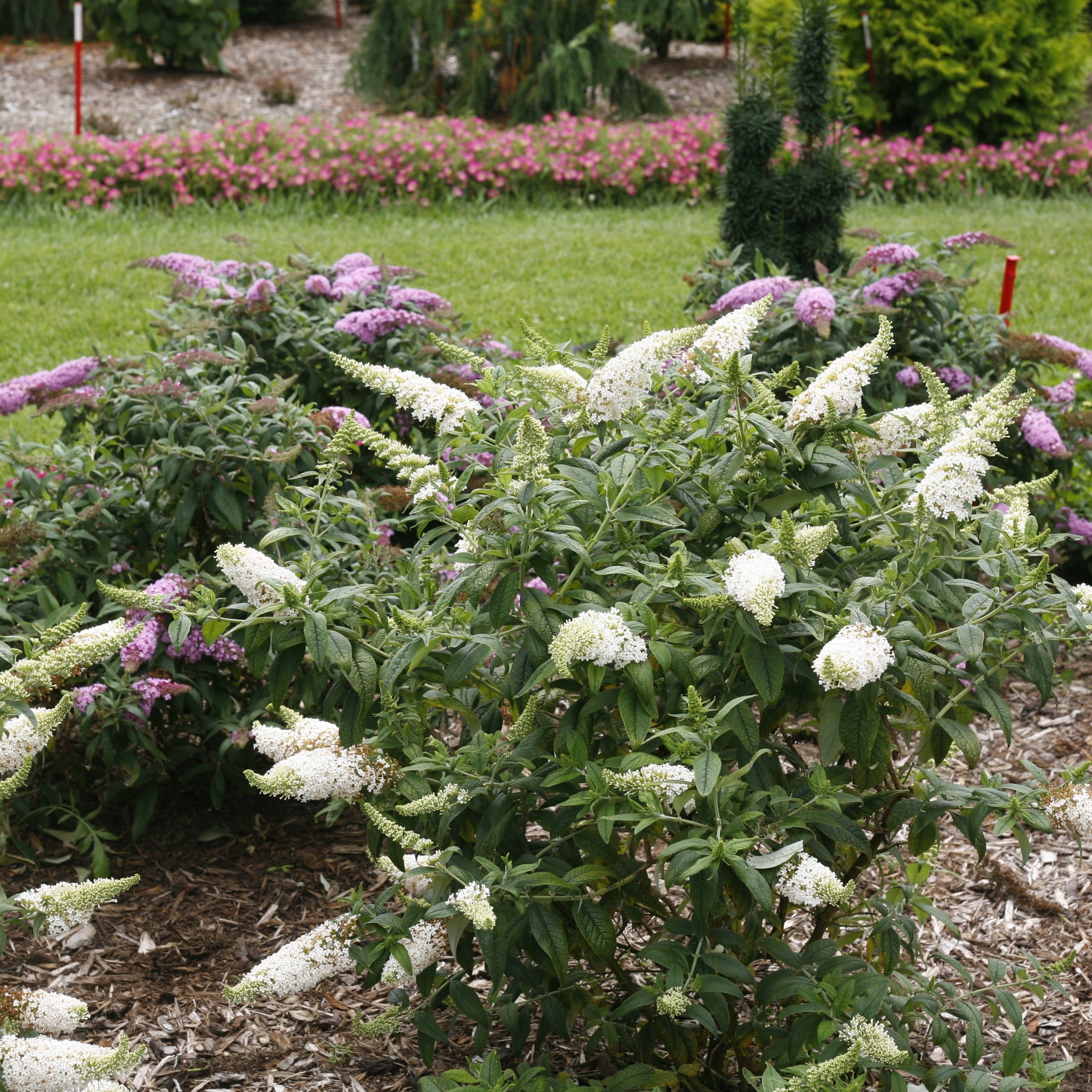 Proven Winners ColorChoice 5" Pugster White Butterfly Bush Live Plant in 4.5" Pot (4 Count)