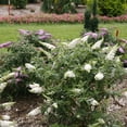 thumbnail image 4 of Proven Winners ColorChoice 6" Pugster White Butterfly Bush Live Plant in 7.5" Pot, 4 of 7