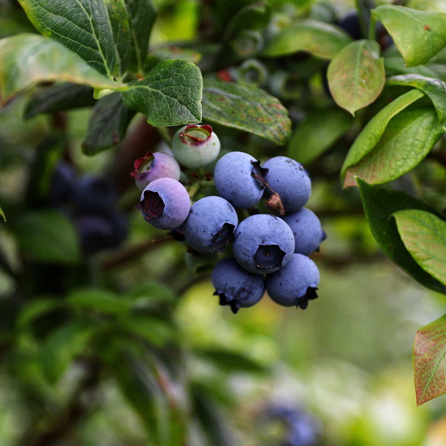 Expert Gardener 3-4 ft tall Arlen Northern Highbush Blueberry Live Shrub in 7-Gallon Grower Pot