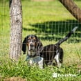 thumbnail image 5 of Fencer Wire Welded Wire Fence 12.5 Gauge, Galvanized Welded Fence Wire Roll, Mesh Size 2-Inch x 4-Inch, Hog Wire Fencing Cage, Multiple Use for Home Improvement & Animals Enclosure (6ft. x 50ft.), 5 of 9