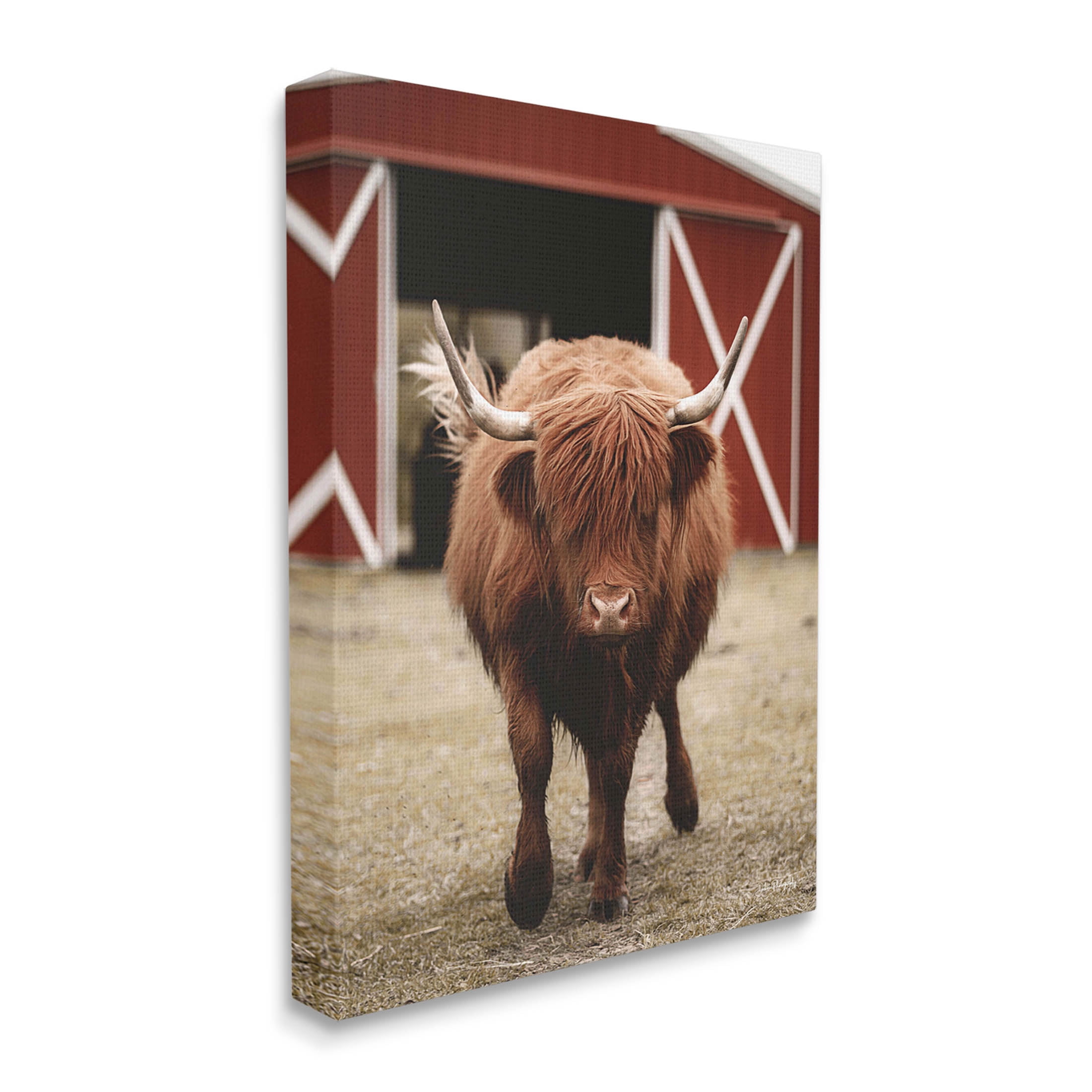 Stupell Industries Trotting Highland Cattle Bold Red Barn Photograph Gallery Wrapped Canvas Print Wall Art, Design by Dakota Diener