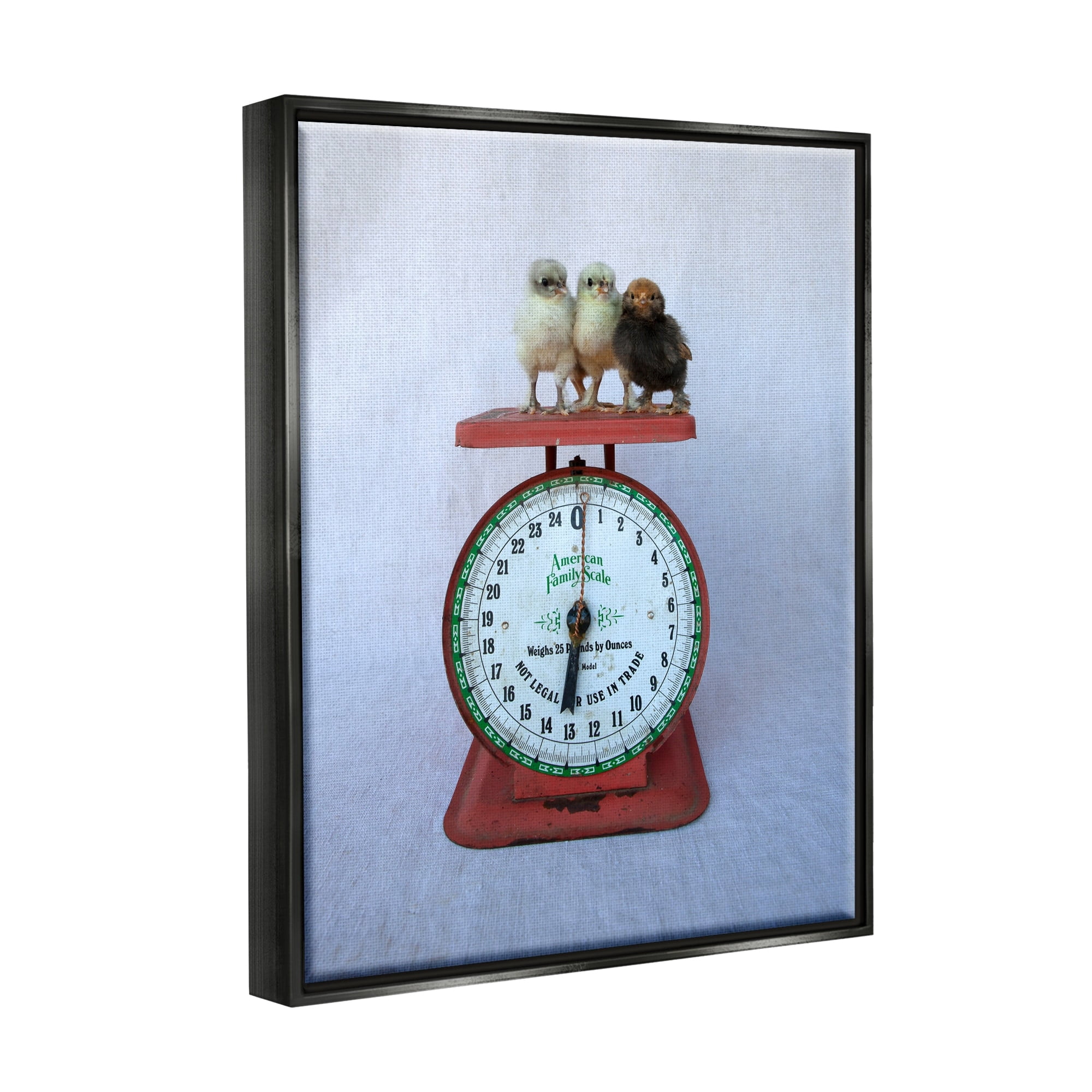 Stupell Industries Country Baby Chick Birds on Vintage Kitchen Scale Photograph Jet Black Floating Framed Canvas Print Wall Art, Design by Tania Soderman