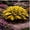 D, variant on `Hosta Flower Bulbs, Easy‑Grow Low Maintenance Perennial, Suitable for Garden Beds, Borders, Pots and Planters`
