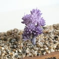 thumbnail image 5 of 1Pc Artificial Flower Succulent Plant DIY Garden Office Home Party Desk Decor, 5 of 7