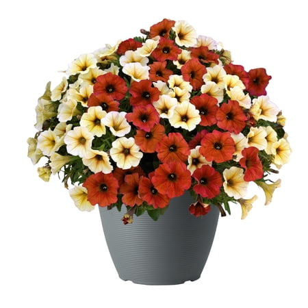 Supercal 2.5G Orange White Yellow Petchoa Mix Live Plant Decorative Pot