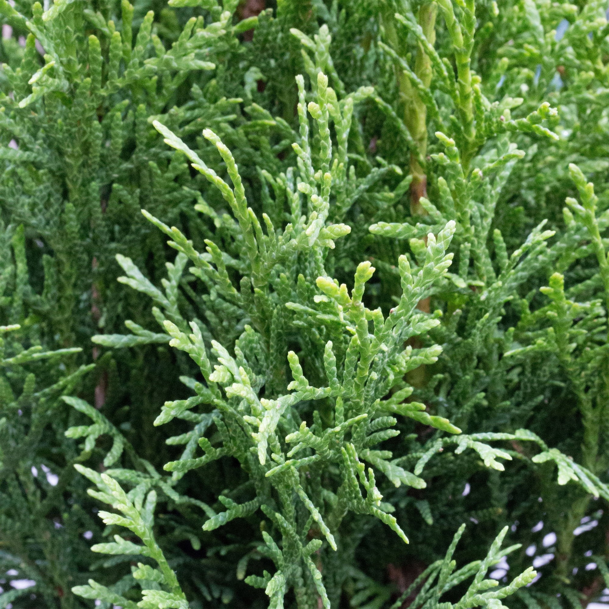 Expert Gardener 2.5 Quart Emerald Green Arborvitae Live Shrub