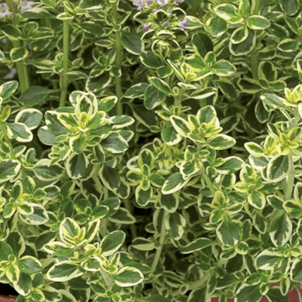 Set 2 Lemon Thyme Live Plants, Thyme Herb Plants, Perennial Herb Plants for Indoor Outdoor 4 to 6 Inc Tall