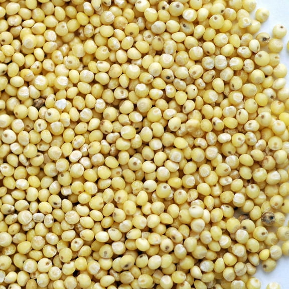 Organic Hulled (Husk Removed) Millet Seeds: 1 Lb - Non-GMO Cereal Grain - Make Millet Beer, Grind Millet Flour, Cereal, Bird Seed, Emergency Food Storage