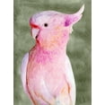 thumbnail image 2 of Stellar Design Studio  15x18 Black Ornate Wood Framed with Double Matting Museum Art Print Titled - Palm Springs Parrot II, 2 of 4