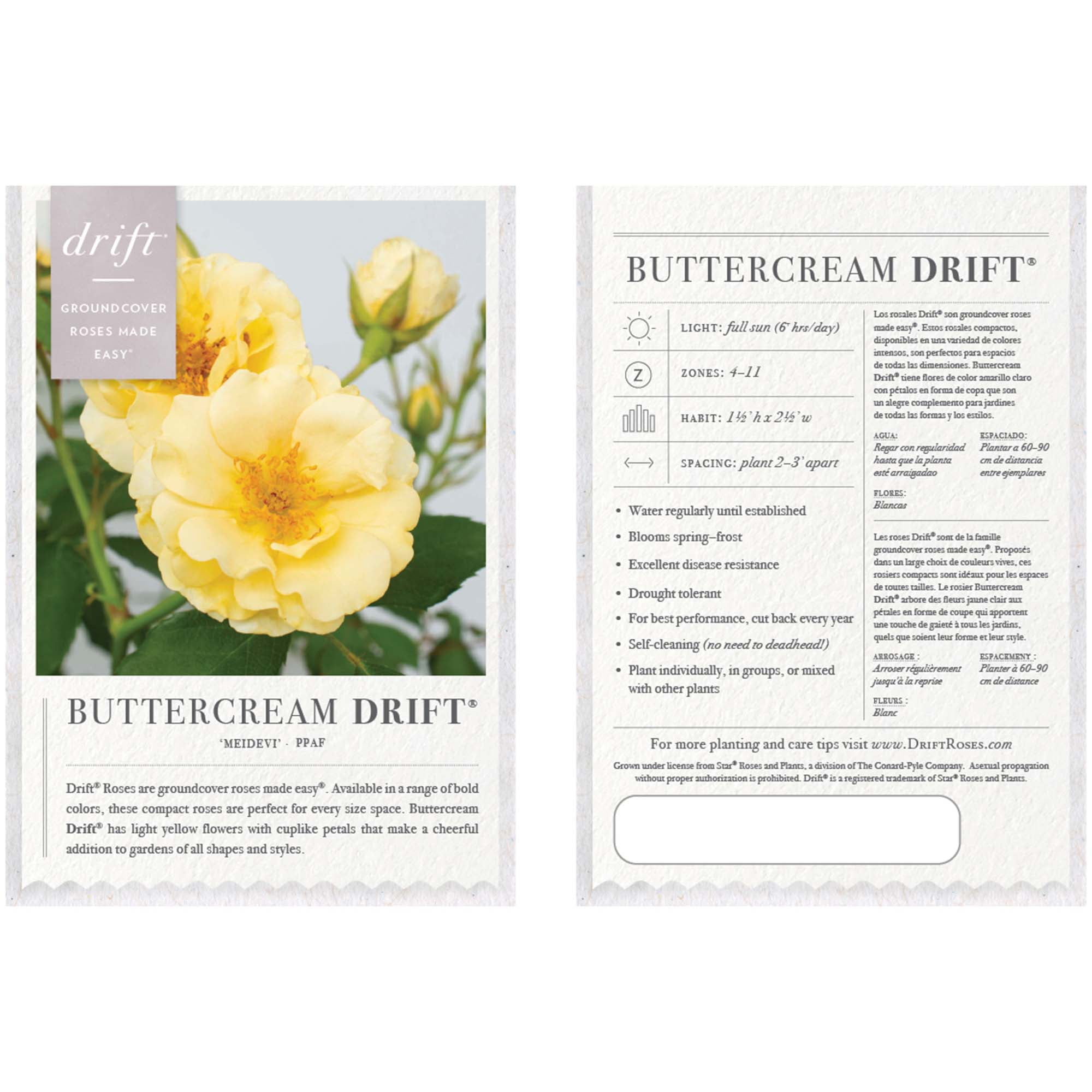 Drift Rose Buttercream Tree Live Shrub (3 Gallon)