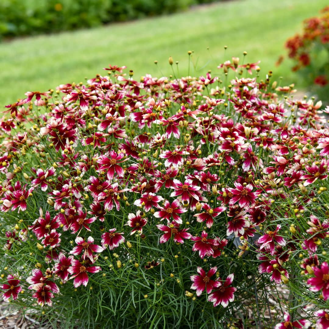 Proven Winners 10" Red Designer Threads 'Heartstrings' Threadleaf Coreopsis (Coreopsis verticillata) Perennial Live Plant in 6.5" Pot