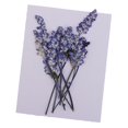 thumbnail image 1 of 10 piezas de flores prensadas, flores de salvia secas naturales reales, manualidades de bricolaje, 6-6 cm, 1 of 9