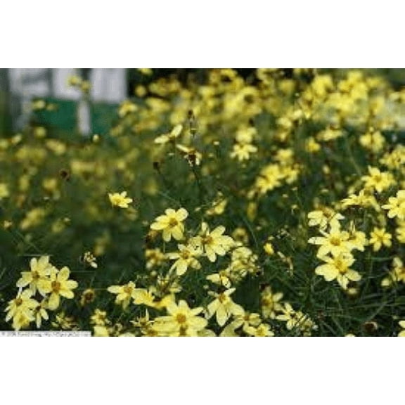3 Coreopsis 'Moonbeam' in 3.5" Pots--Thread Leaf Coreopsis-Hybrid Tickseed--One Plant Per 3.5" Pot