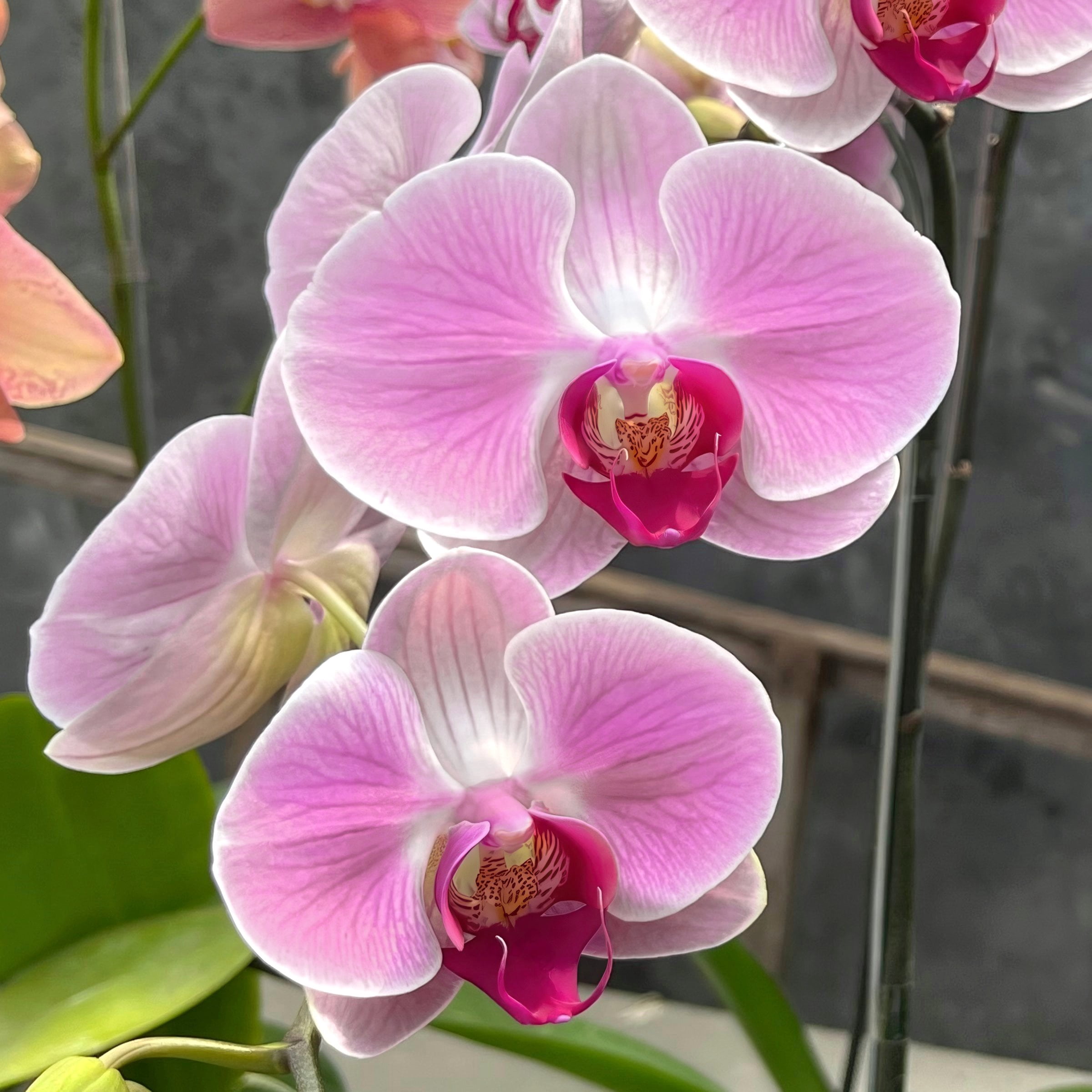 5 in. Superior Multi-Stem Blushing Pink Phalaenopsis Orchid in Luxe Designer Ceramic Planter
