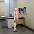 thumbnail image 2 of 34 inch Human Skeleton Model Model Skeleton Anatomical Human Anatomy Medical Stand for Teaching, 2 of 19