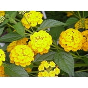 Classy Groundcovers, Lantana 'New Gold'  (25 Pots, 3 1/2 inch square)