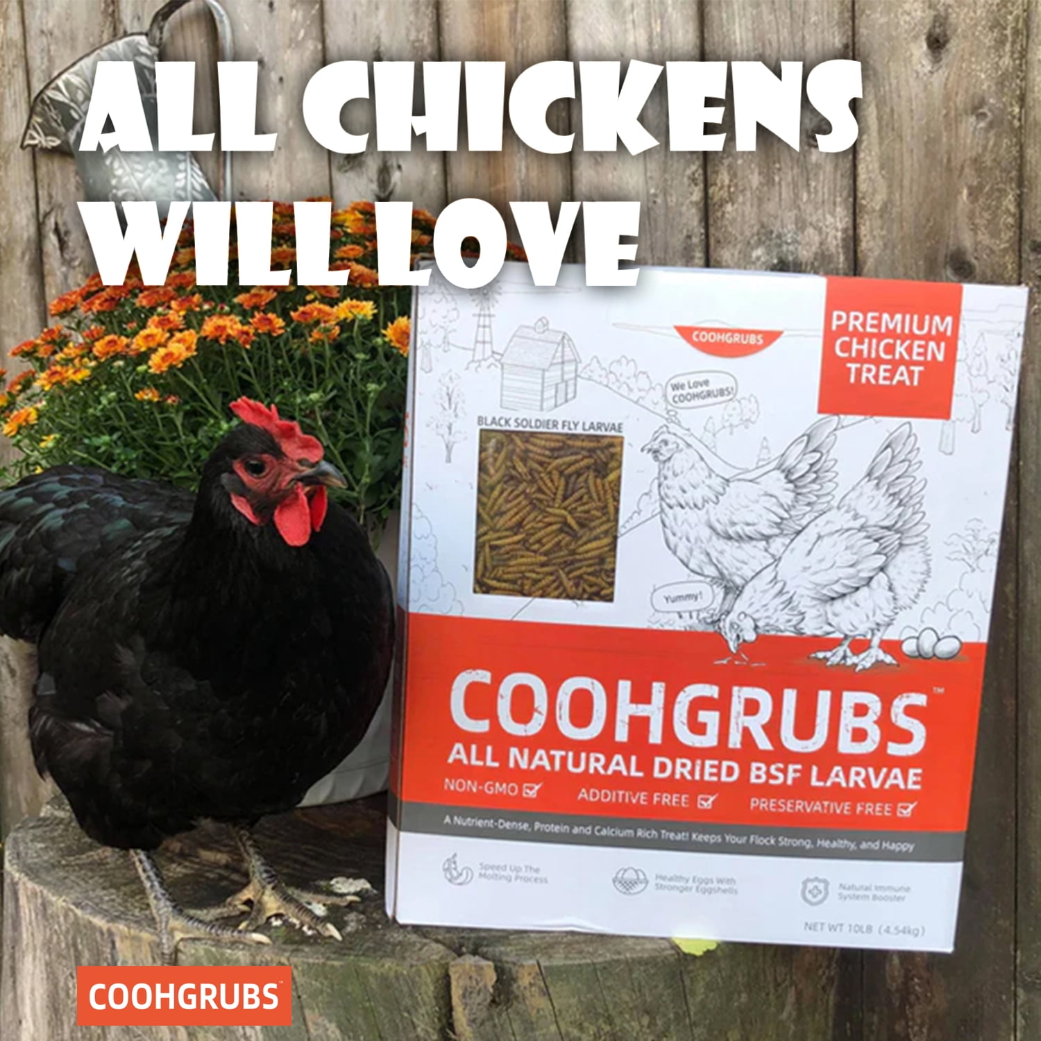 COOHGRUBS Dried Black Soldier Fly Larvae for Chickens, High-Calcium 85X More than Mealworms Bird Treat, 10-lb box