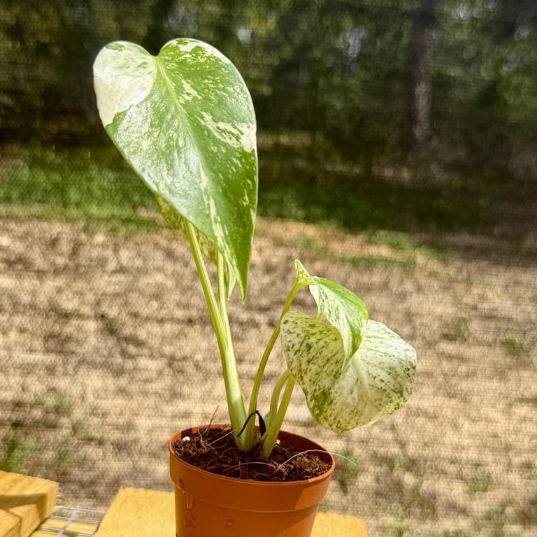 Monstera White Monster Live Plant | White Monstera Starter Plants SALE |  Rare Leaf House Plant | Houseplants for Indoor Outdoor Garden Albo -  Walmart.com