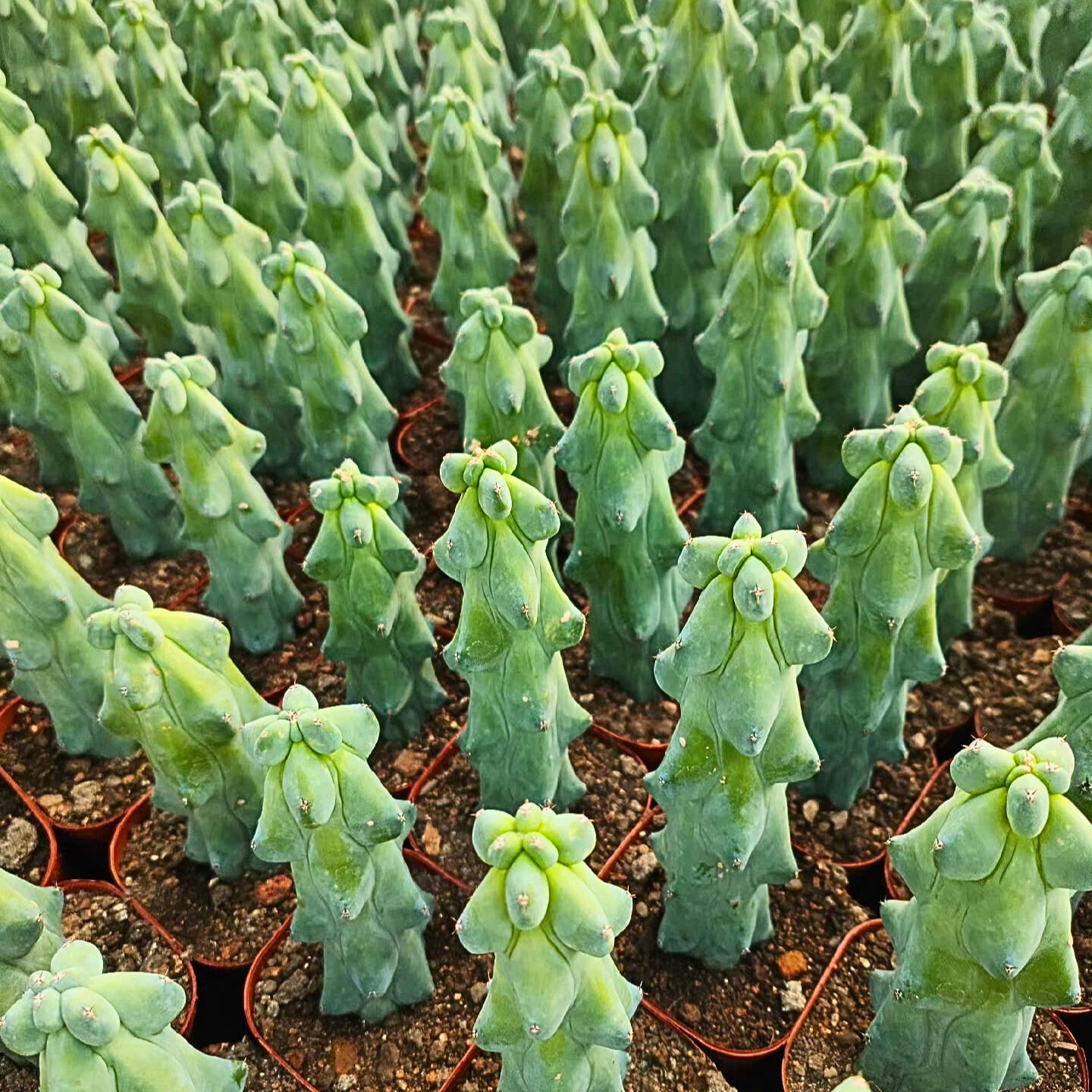 Boobie Cactus Live Plant 4-6 inches- Myrtillocactus Geometrizans Fukurokuryuzinboku - Unique Succulent for Indoor/Outdoor Decor