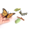 thumbnail image 4 of kusrkot Cycle de Vie de Papillon - Comprend Oeuf, Larve, Pupe et Papillon - Éducatif, 4 of 6