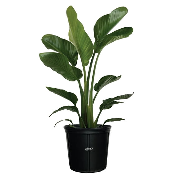 Nature's Way Farms Bird Of Paradise White (25-30 inches tall) in growers pot