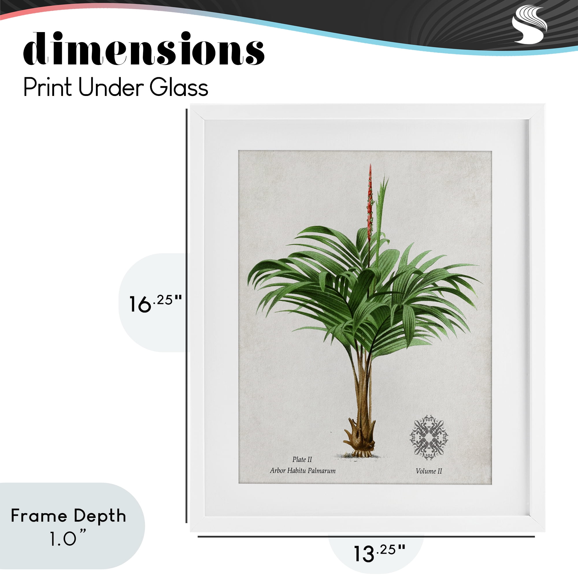 Stupell Industries Natural Palm Variety Study White Framed Print Under Glass, design by Val Rhodes