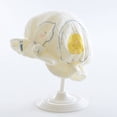 thumbnail image 2 of Lispipm Baby Hat Cotton Bonnet Toddler Boys Girls Ruffle Muslin Linings Cap Infant Toddler Cartoon Bear Hats for Sleeping Blue 0-12 Months, 2 of 4