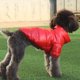 thumbnail image 4 of Billuyoard Ropa para mascotas al aire libre Manténgase activo con el perro sin importar el clima Perros Abrigos de invierno fríos con estilo Ropa para mascotas rojo XL, 4 of 6