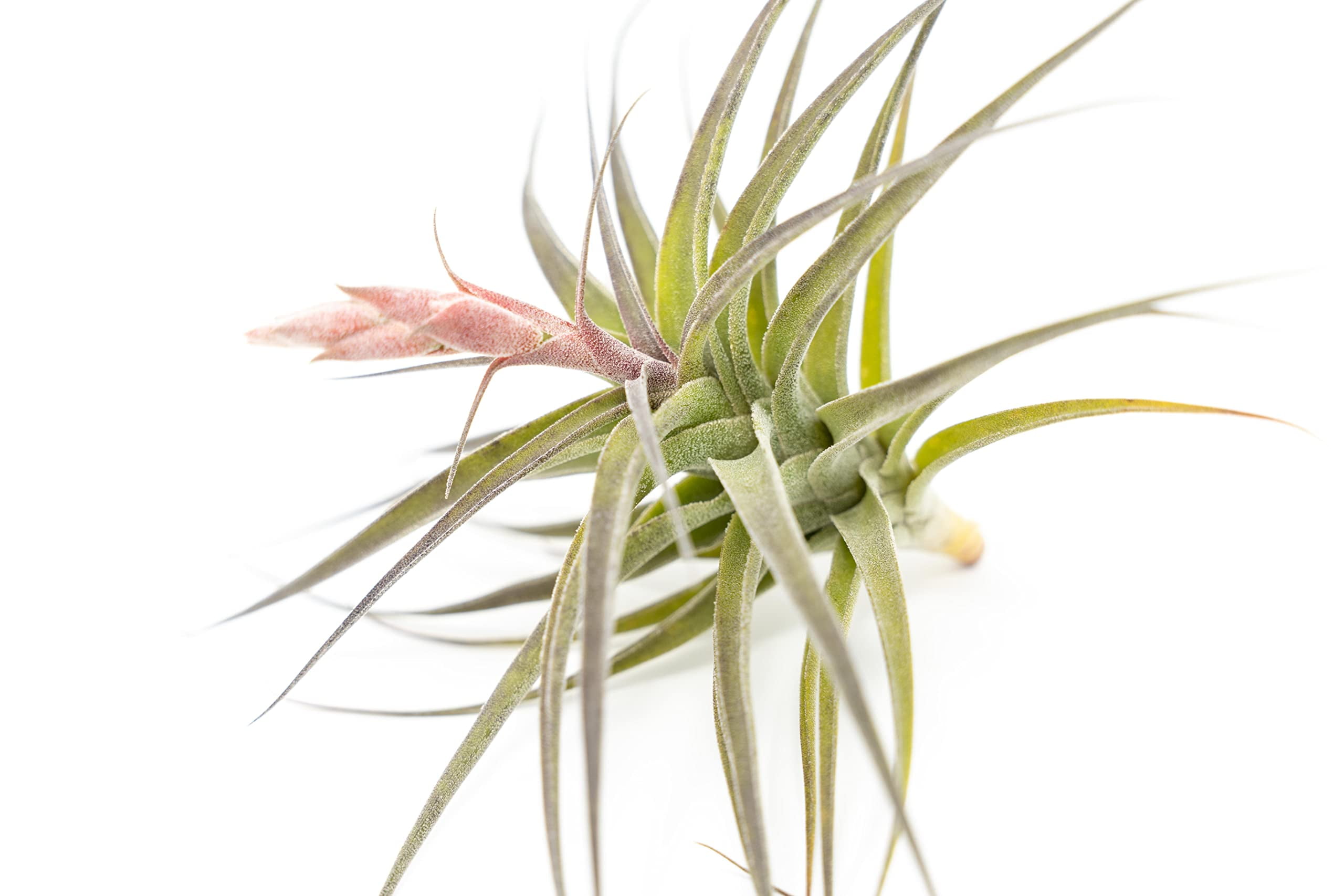 Air plant shop Tillandsia Murorum Air Plant Wholesale and Bulk