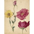 thumbnail image 2 of Jacques Le Moyne de Morgues 19x24 Black Ornate Framed Double Matted Museum Art Print Titled: A Sheet of Studies with French Roses and an Oxeye Daisy (ca 1570), 2 of 5