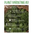 thumbnail image 3 of Bonnie Plants Citronella 2.32 qt., 3 of 5