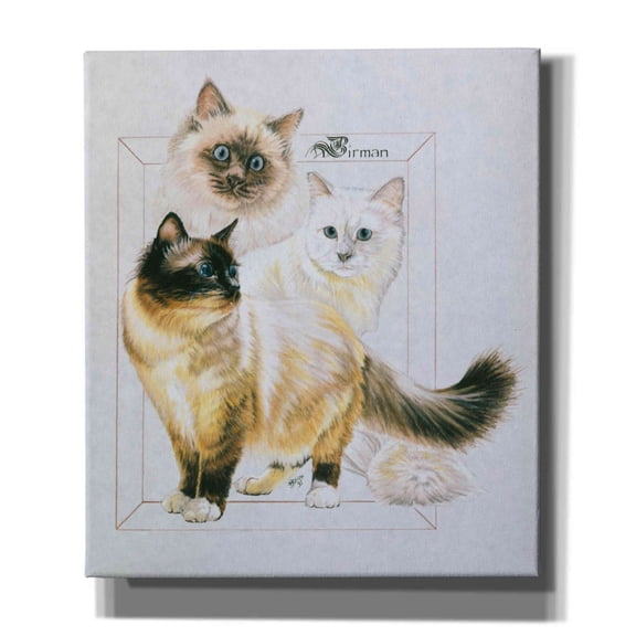 Epic Graffiti 'Birman' by Barbara Keith, Canvas Wall Art, 26"x30"