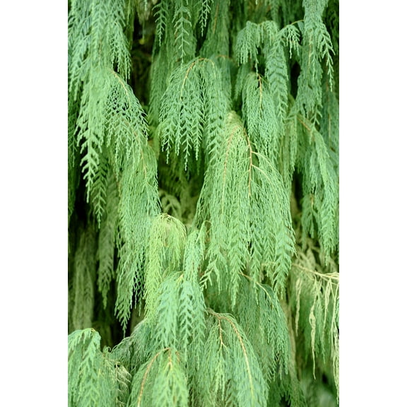 30 Kashmir WEEPING CYPRESS TREE Cupressus Cashmeriana Blue Evergreen Seeds