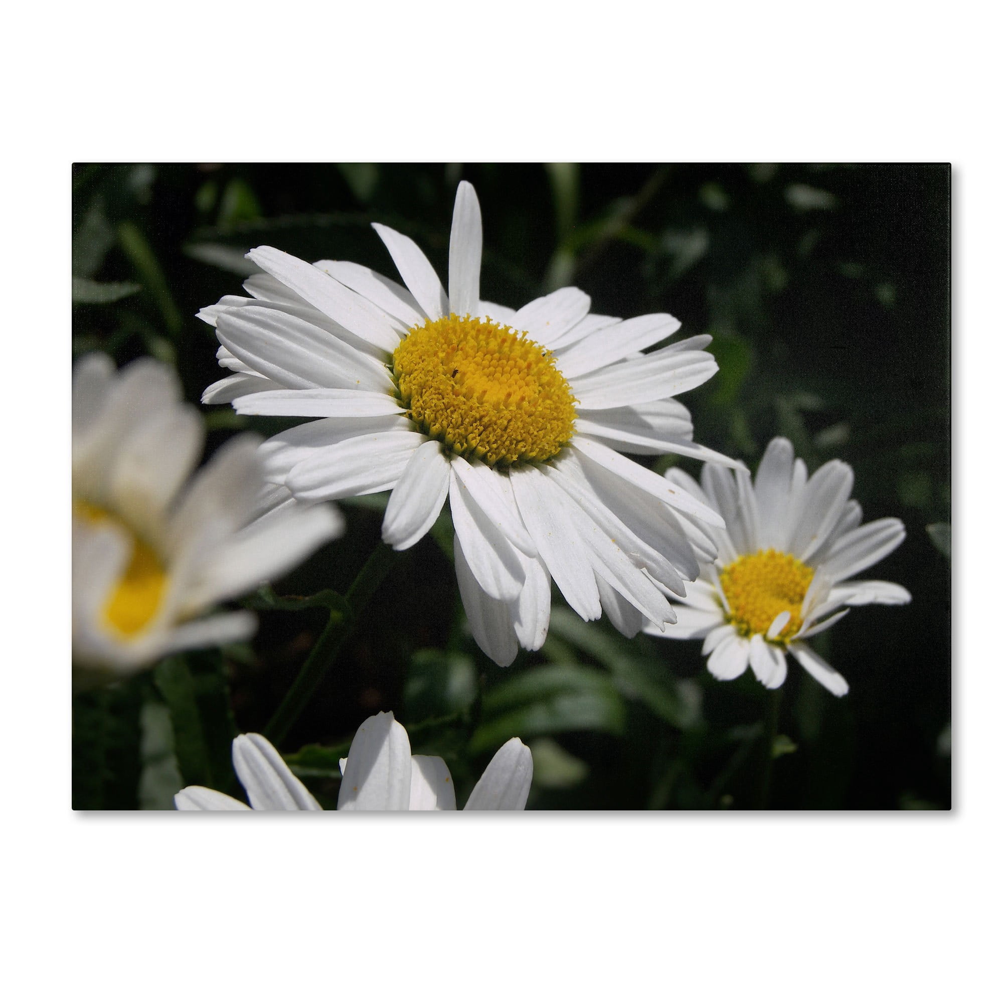 Trademark Fine Art "Dominating Beauty" Canvas Art by Monica Fleet