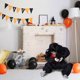 thumbnail image 1 of Isvgxsz Clearance Crying Ghosts Doll Halloween Decorations - Sound Activated with Creepy Sound, Glowing, Scary Move, Haunted House Holiday Decor Horror Prop, Indoor/Outdoor, Spooky Decoration, 1 of 6