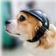 thumbnail image 1 of Casco para perros pequeños, gorra para motociclista y ciclista, color negro, duradero (L), 1 of 5