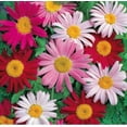 thumbnail image 6 of 500 Pyrethrum Seeds White yellow purple Perennial Tanacetum Chrysanthemum Painted Daisy Fresh Garden Seeds Heirloom, 6 of 9