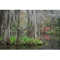 thumbnail image 2 of Flaherty, Dennis 18x13 Black Ornate Wood Framed with Double Matting Museum Art Print Titled - South Carolina, Charleston Moss on cypress trees, 2 of 4