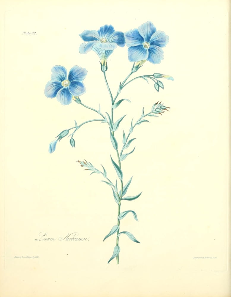 Floral Illustration