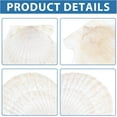 thumbnail image 4 of 10 conchas marinas naturales grandes para manualidades, conchas de vieira blancas para pintar, decoración de playa, bodas, decoración del hogar, 3,7-4 pulgadas, 4 of 6