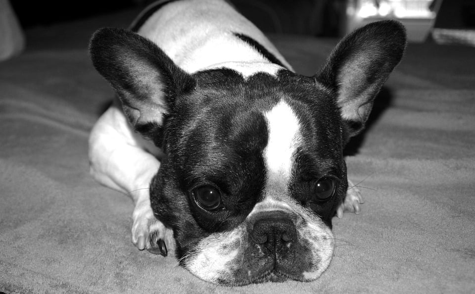 Dog Black And White French Bulldog20 Inch By 30 Inch