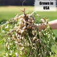 thumbnail image 3 of Old Potters Cacahuetes crudos con cáscara 11,3 kg sin OGM, 3 of 6
