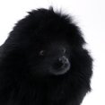 thumbnail image 3 of Modelo de perro Poodle Toy Figure Animal de peluche Perros Decoración de ventana, 3 of 7