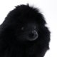 thumbnail image 3 of Modelo de perro Poodle Toy Figure Animal de peluche Perros Decoración de ventana, 3 of 7