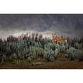 thumbnail image 3 of Marchegiani, Roberto 14x11 Black Modern Framed Museum Art Print Titled - Ethiopian Wolf, 3 of 5