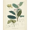 thumbnail image 2 of Unknown 12x14 White Modern Wood Framed Museum Art Print Titled - Vintage Verdure II, 2 of 4