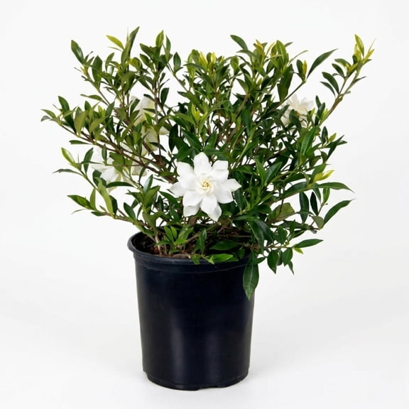 Expert Gardener Dwarf Radicans Gardenia (2.5 Quart) White Flowering Bush Live Plant