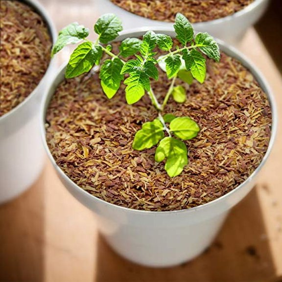 100% Natural Cedar Chips | Mulch | Great for Outdoors or Indoor Potted Plants | Dog Bedding | Pleasant Earthy Smell (4 Quart FBM)